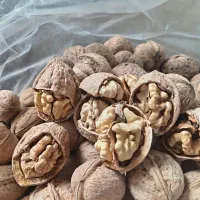 فروش گردو  درجه یک تضمینی کلان سفید معز