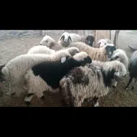 بره شیر|حیوانات مزرعه|شهر بابک, |دیوار