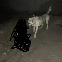 سگ نر|حیوانات|باغ حلی, |دیوار