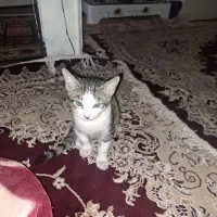 واگذاری گربه