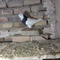 کفتر|پرنده|مشکیندشت, |دیوار