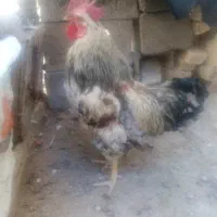 خروس