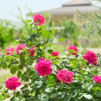 استخدام نگهبان ۲۴ ساعته