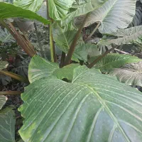 فروش گل طبیعی خانگی|گل و گیاه طبیعی|بابل, |دیوار