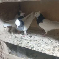 طوقی|پرنده|قم, نیروگاه|دیوار