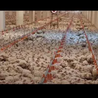 استخدامی کارگر ساده