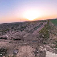 1هکتار باغ پسته نوع پیوند بادمی سفید