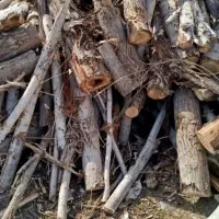 چوب بری خریدار چوب  تر و خشگ|خدمات باغبانی و درختکاری|کبودرآهنگ, |دیوار