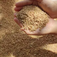 گندم دیم