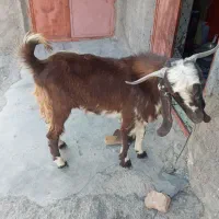 تروشت خوب فروشی|حیوانات مزرعه|پیپ, |دیوار