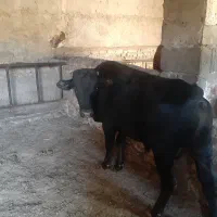 گوساله نر  و ماده چاق درجه یک