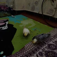 عروس هلندی