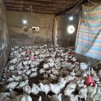 مرغ گوشتی سالم میانگین 2.9