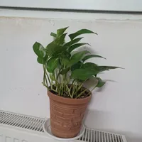 گل و گیاه