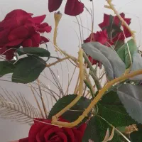 گل مخملی قرمز