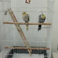 یه جفت عروس هلندی و یک عروس هلندی لوتینو سفید