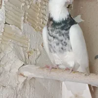 کبوتر دزدیده شده