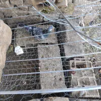 سبز نر هوای به هست