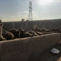 شترمرغ|حیوانات مزرعه|مشهد, رده|دیوار