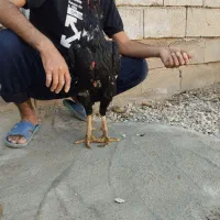خروس لاری اصیل و مرغ لاری