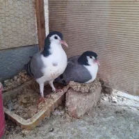 کبوتر بدرنگ گلین،خرخه