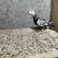 ماده سینه جنگلی