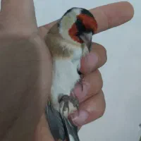 سهره های سوا شده نرو ماده