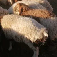 بره نرچاق مناسب برای قصابی|حیوانات مزرعه|سده (خراسان جنوبی), |دیوار