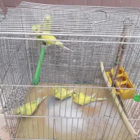 مرغ عشق|پرنده|محمدیه-قزوین, |دیوار