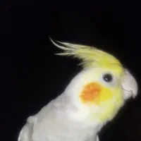 عروس|حیوانات|دهگلان, |دیوار