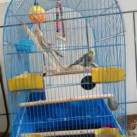 عروس هلندی نر و ماده