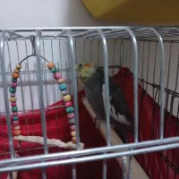 عروس هلندی نر