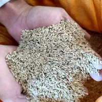 فروش تخم کتان(بلبل دنی)