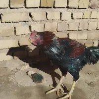 خروس لاری ۲سالع