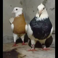 طوقی