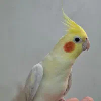 عروس هلندی لوتینو نر یکساله مست|پرنده|تهران, جلیلی|دیوار