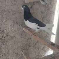 کبوتر شهرستانی|پرنده|تهران, میدان میوه و تره‌بار مرکزی|دیوار