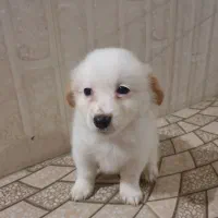 توله اشپیتز پامر|سگ|تنکابن, |دیوار