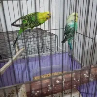 جفت مرغ عشق