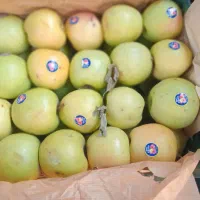 فروش سیب|عمدهفروشی|اهر, |دیوار