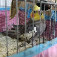 عروس هلندی|پرنده|مینودشت, |دیوار