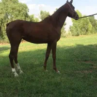 مادیان و کره|اسب و تجهیزات اسب‌سواری|هلیلان, |دیوار