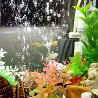 اکواریوم شرکتی|ماهی|سنندج, |دیوار