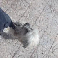 پاکوتاه جذاب