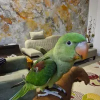 شاه طوطی