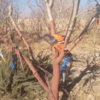 خدمات فضای سبز وباغبانی