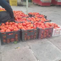 گوجه ربی