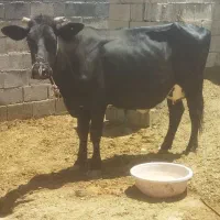 گاو آبستن و گوساله شیری سه ماهه