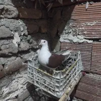 ساده سرخ|پرنده|نگین شهر, |دیوار