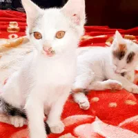 سرپرستی|گربه|شهر ری, جوانمرد قصاب|دیوار